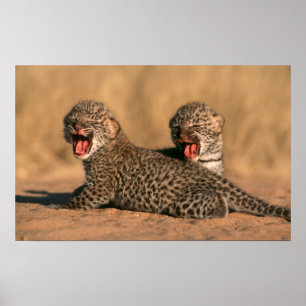 Póster Close-Up De Leopardo (Panthera Pardus) Recém-Nasci