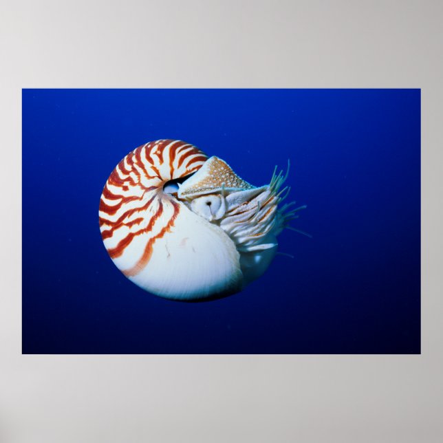 Poster Close-Up De Nautilus-Camarado (Frente)