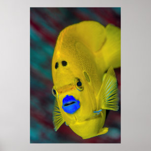 Poster Close-up de peixe-anjo
