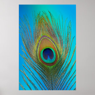 Póster Close-up de pena de pavão
