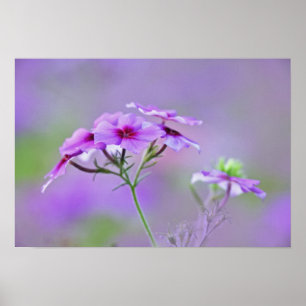 Póster Close-up de Phlox de Drummond, Phlox drummondi,