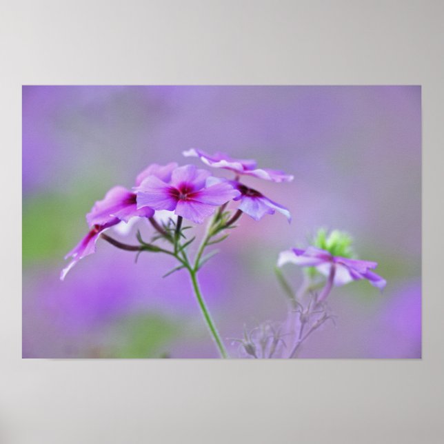 Póster Close-up de Phlox de Drummond, Phlox drummondi, (Frente)