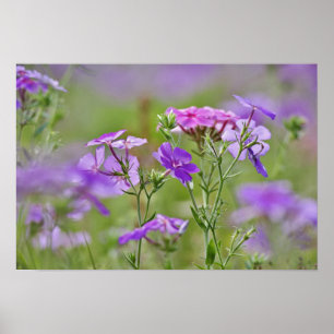 Poster Close-up de Phlox Drummond, Phlox drummondi, 2