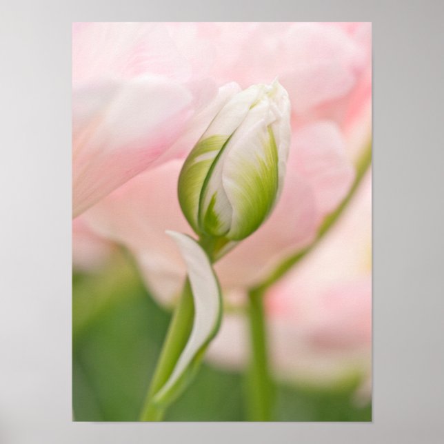 Póster Close-up de tulipa e botão (Frente)