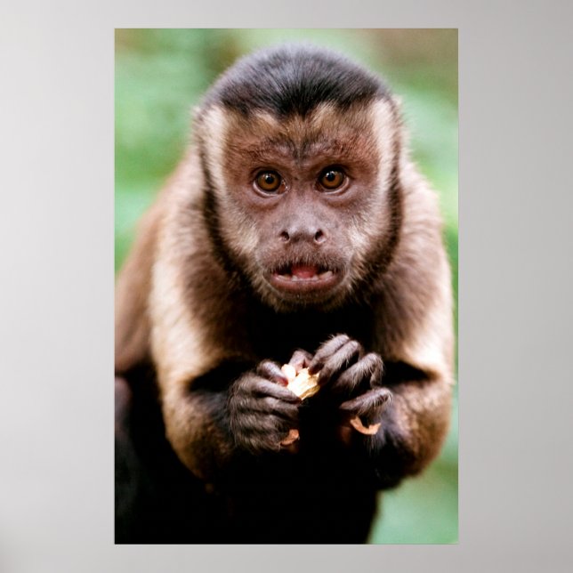 Póster Close-up de um macaco capuchinho de cabeça preta (Frente)