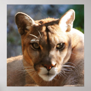 Poster Close up do puma