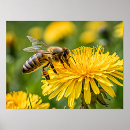Poster Close Up of a Honeybee Collecting Nectar