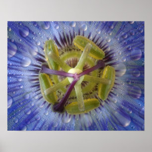 Póster Close-up of dewy passion flower. Credit as: Don