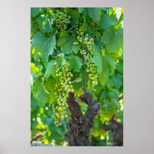 Poster Close Up Of Maturing Grapes