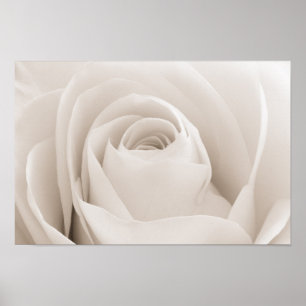 Póster Close up of White Rose Petals