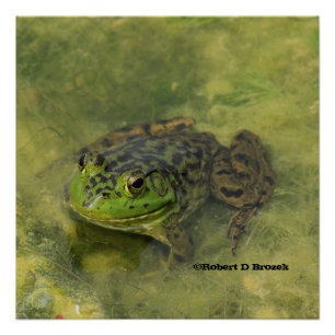 Póster Close up verde do tiro do sapo de Bull