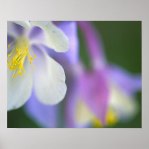 Póster Closeup da flor Columbine do Colorado.