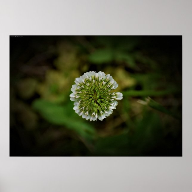 Poster Clover, (Frente)