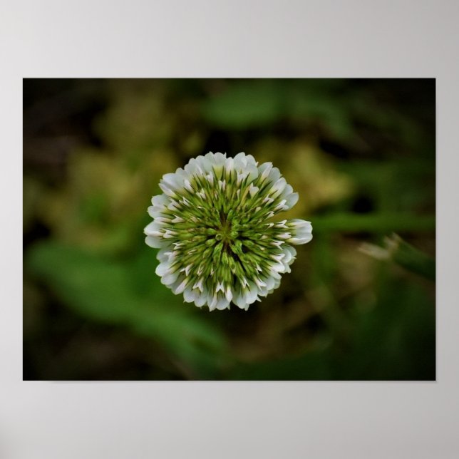 Poster Clover, (Frente)