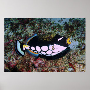 Poster Clown Triggerfish