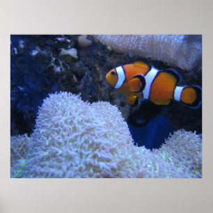 Póster Clownfish