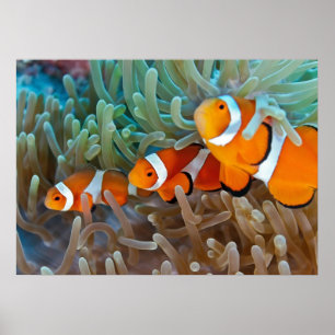 Póster Clownfish