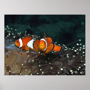 Poster Clownfish Duo