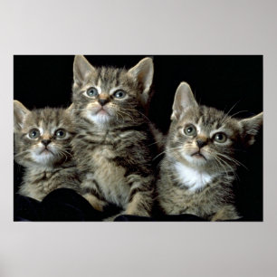 Póster Clube do Kat do jogo