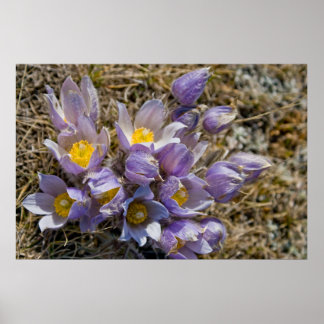 Póster Cluster Crocus