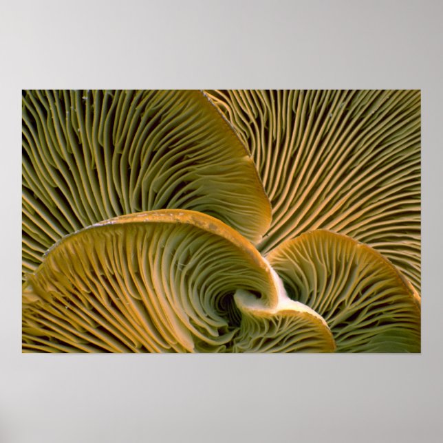 Póster Cluster de cogumelos em uma árvore de morto (Frente)