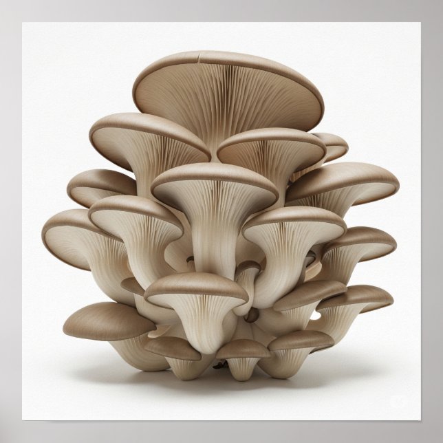 Poster Cluster de Cogumelos Ostros (Frente)