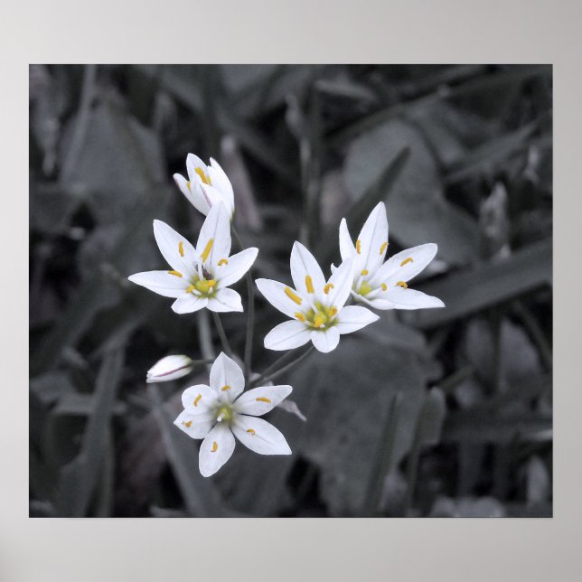 Póster Cluster de Mini Flores Foto de Macro BW/Cor (Frente)
