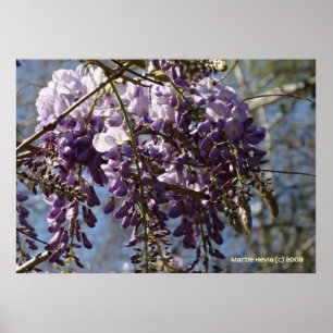 Póster Cluster Wisteria