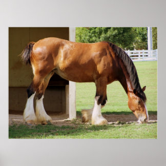 Poster Clydesdale