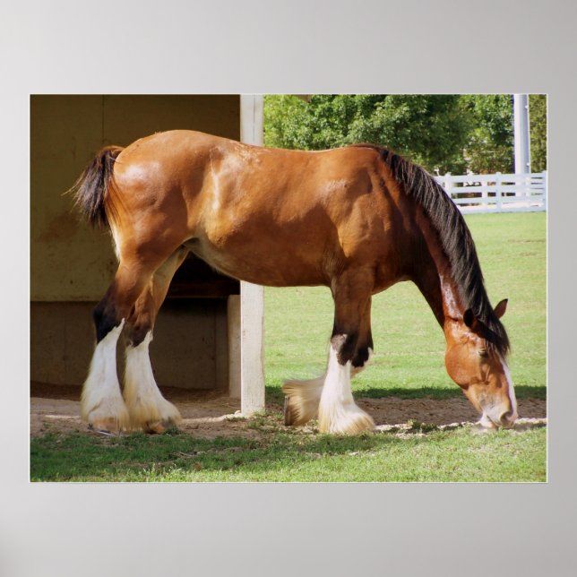 Poster Clydesdale (Frente)