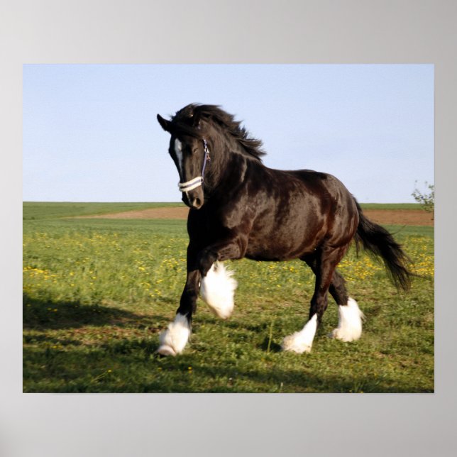 Poster Clydesdale Horse (Frente)