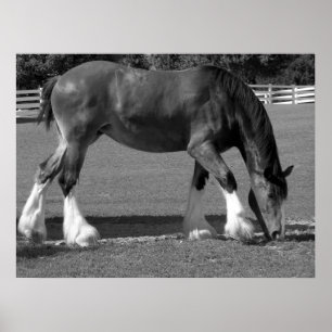 Póster Clydesdale preto-e-branco