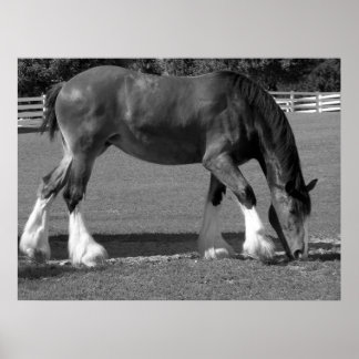 Póster Clydesdale preto-e-branco