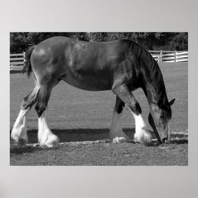 Póster Clydesdale preto-e-branco (Frente)