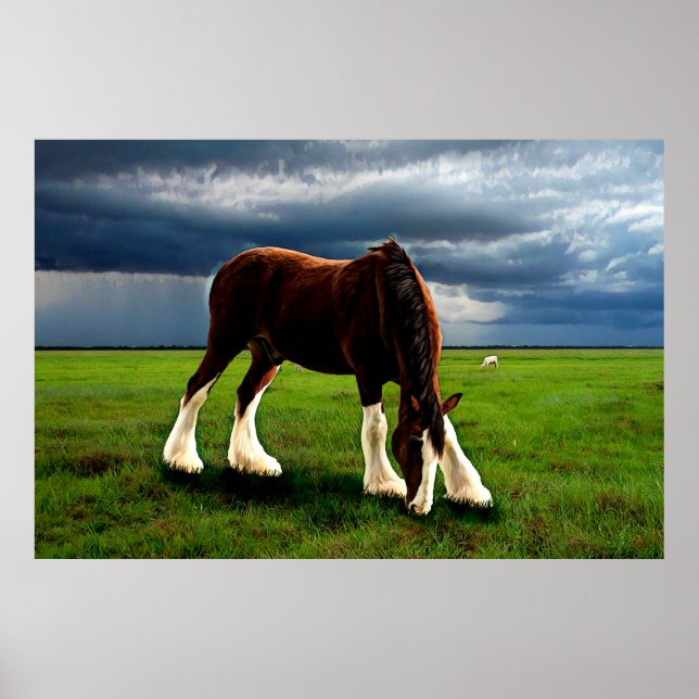 Poster Clydesdale Storm (Frente)