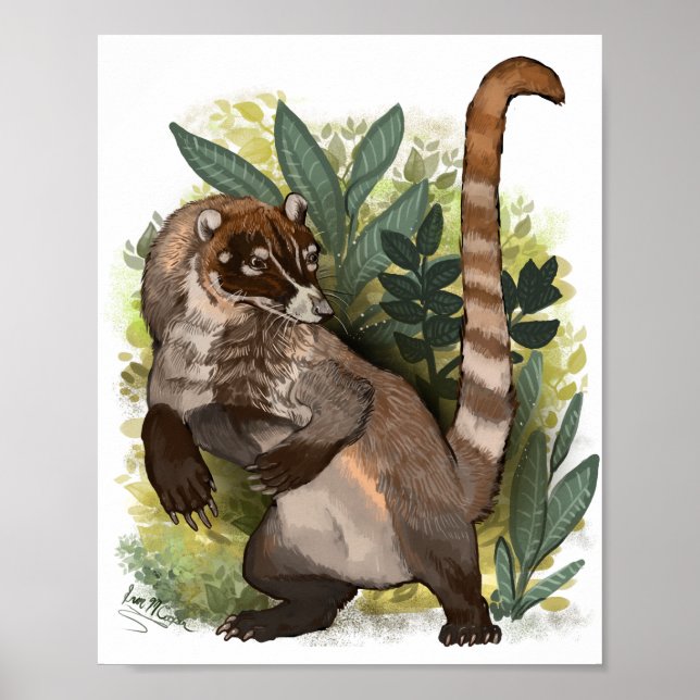 Poster Coatamundi ou branco coati (Frente)