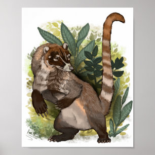Poster Coatamundi ou coati branco