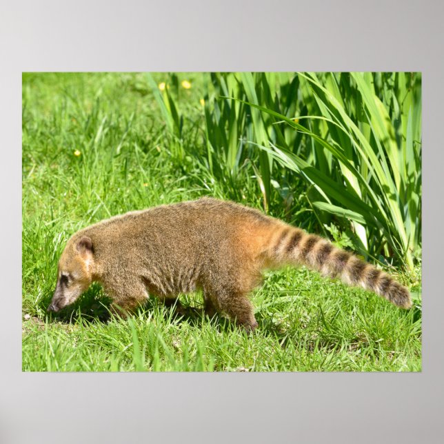 Poster Coati de cauda-anelada na grama (Frente)
