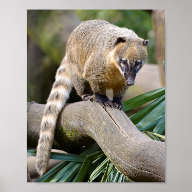 Poster Coati de cauda anelar no galho (Frente)