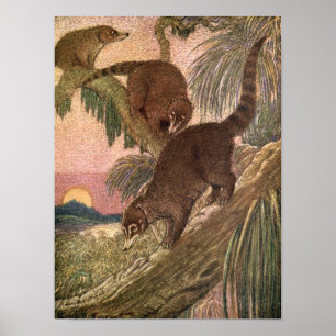 Póster Coatimundi de Louis Sargent, Vintage Wild Animal