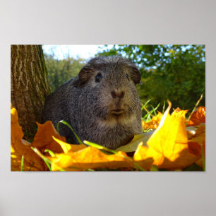 Póster Cobaia bonito na natureza