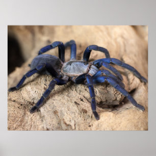 Poster Cobalt Blue Tarantula Spider