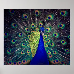 Poster Cobalto Blue Peacock