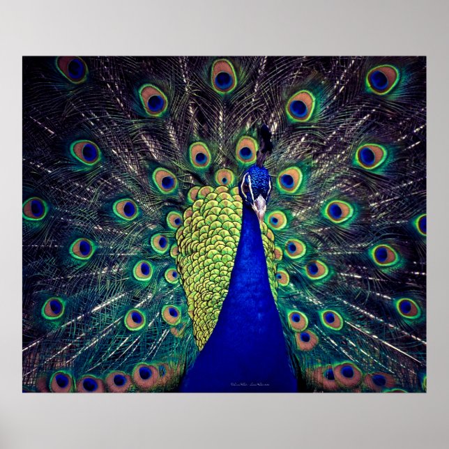 Poster Cobalto Blue Peacock (Frente)
