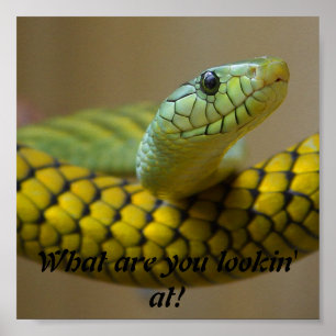 Póster Cobra