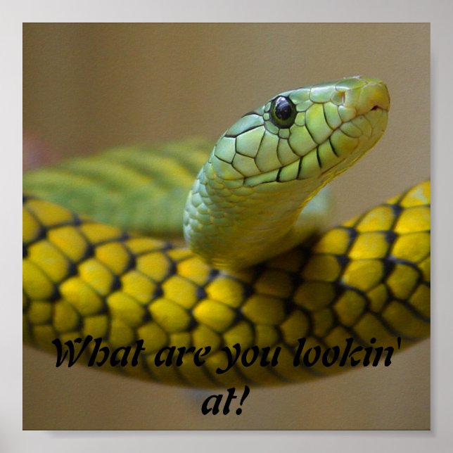 Póster Cobra (Frente)