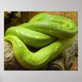 Póster Cobra