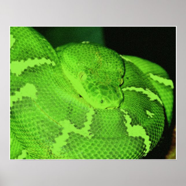 Poster cobra (Frente)