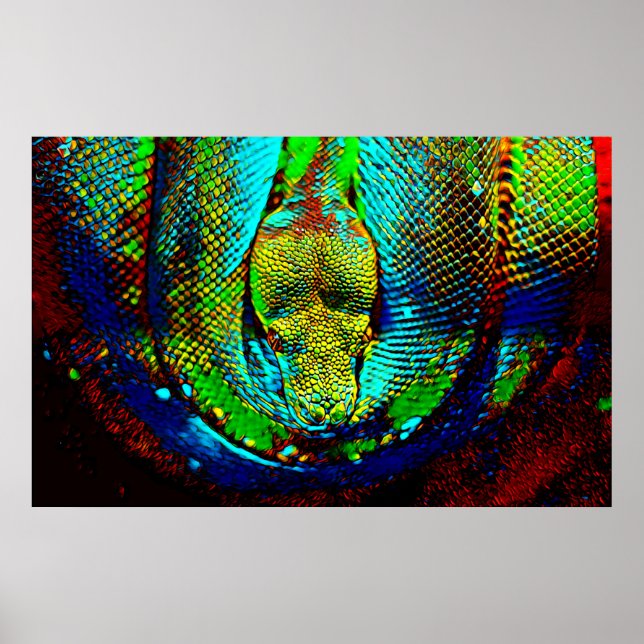 Póster Cobra arco-íris (Frente)