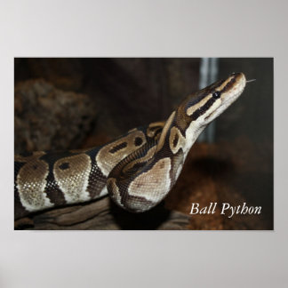 poster cobra (Ball Python)